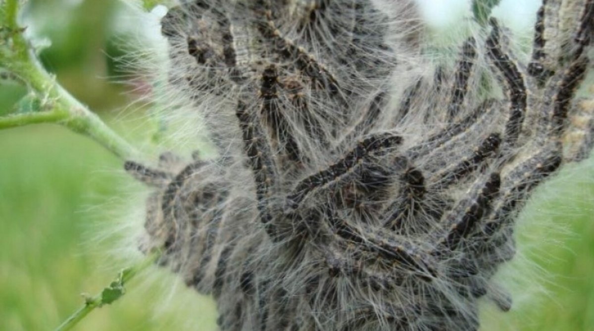 Непарный и Сибирский шелкопряд