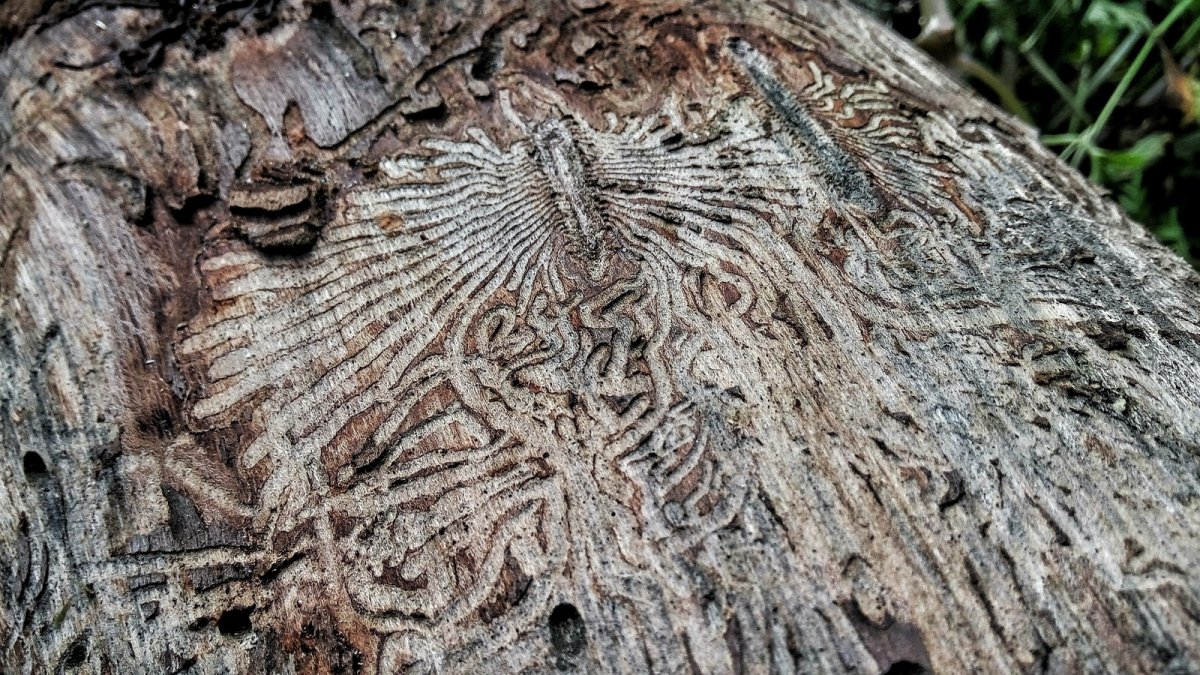 Геофил длинноусый