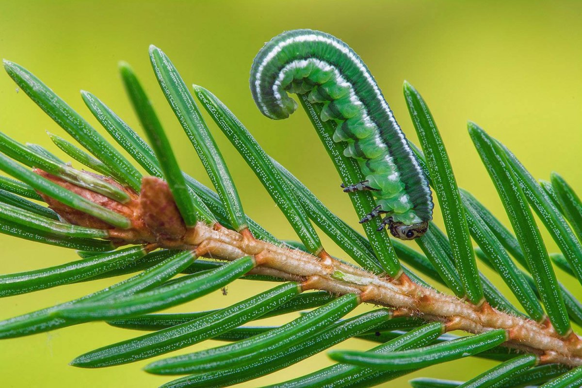 Жук короед вредитель хвойных деревьев