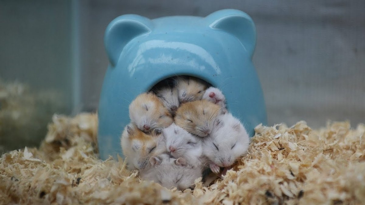 Джунгарский хомяк в спячке