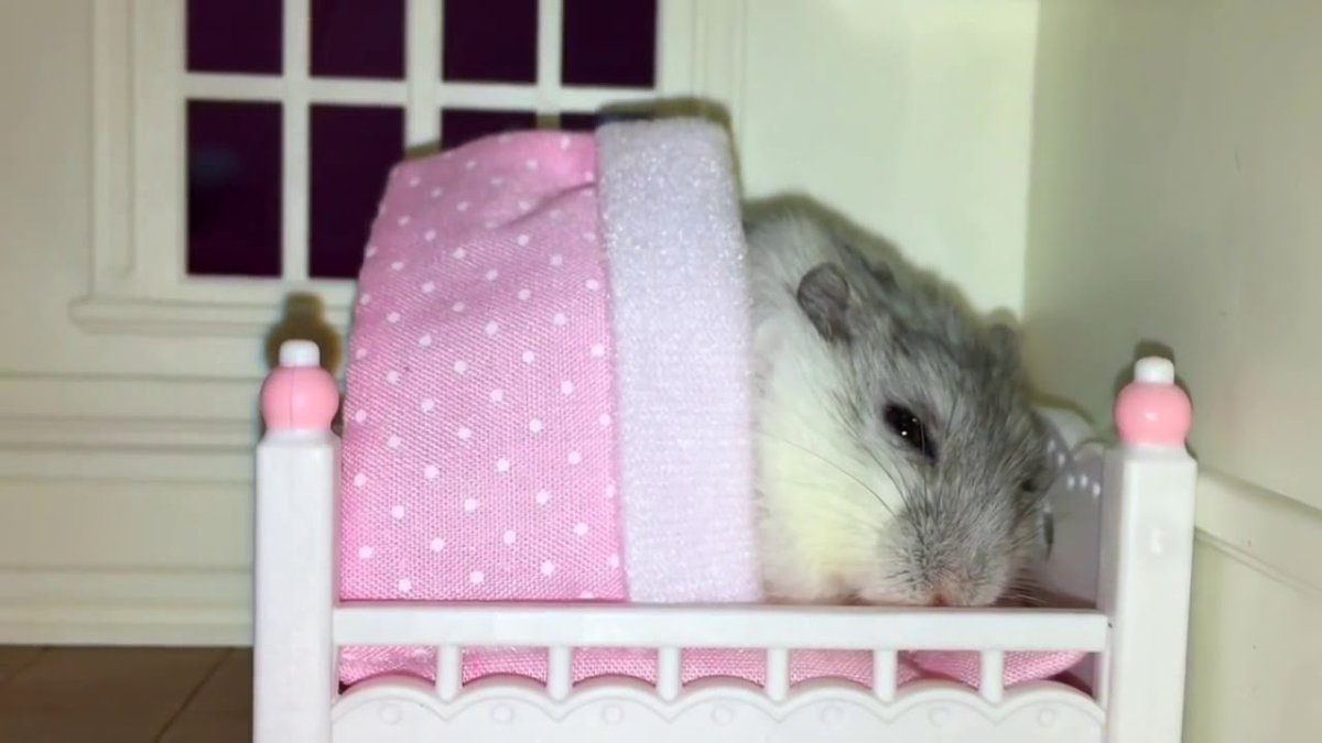 Джунгарские хомячки спят