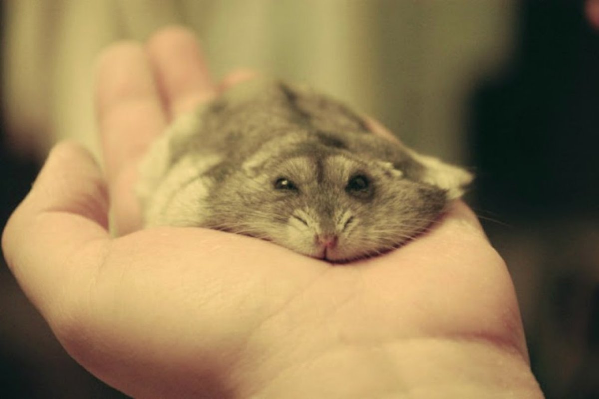 Плоский джунгарский хомяк