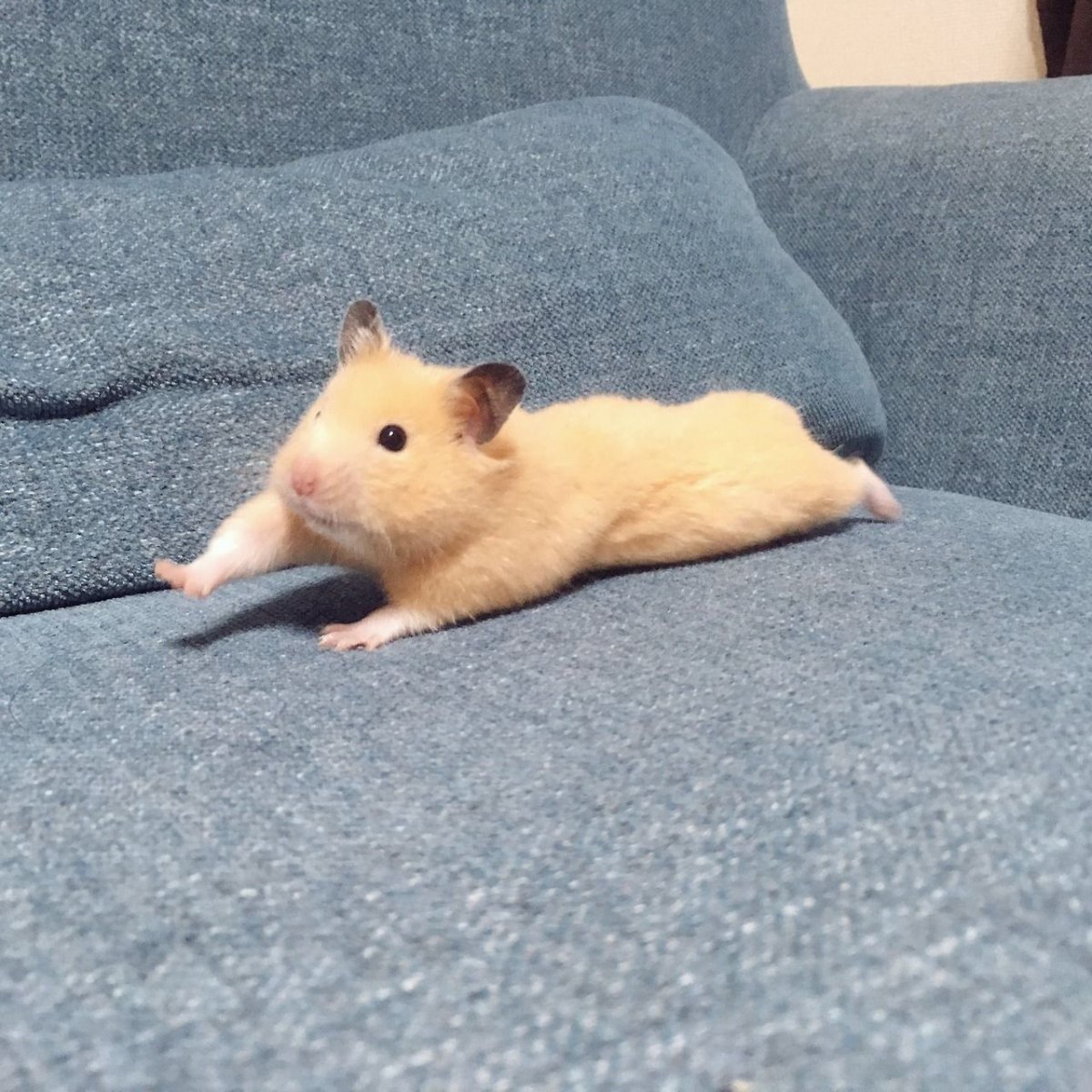 Хомяк валяется