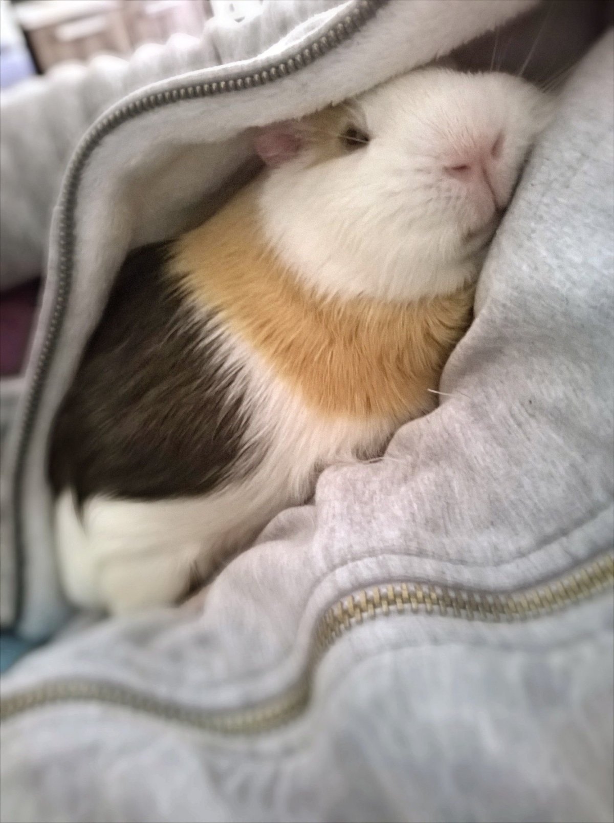 Морская Свинка спит