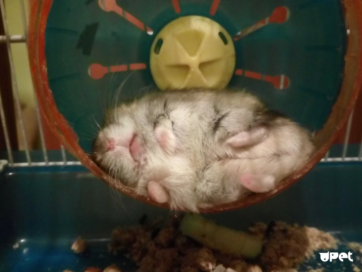 Колесо для хомяка