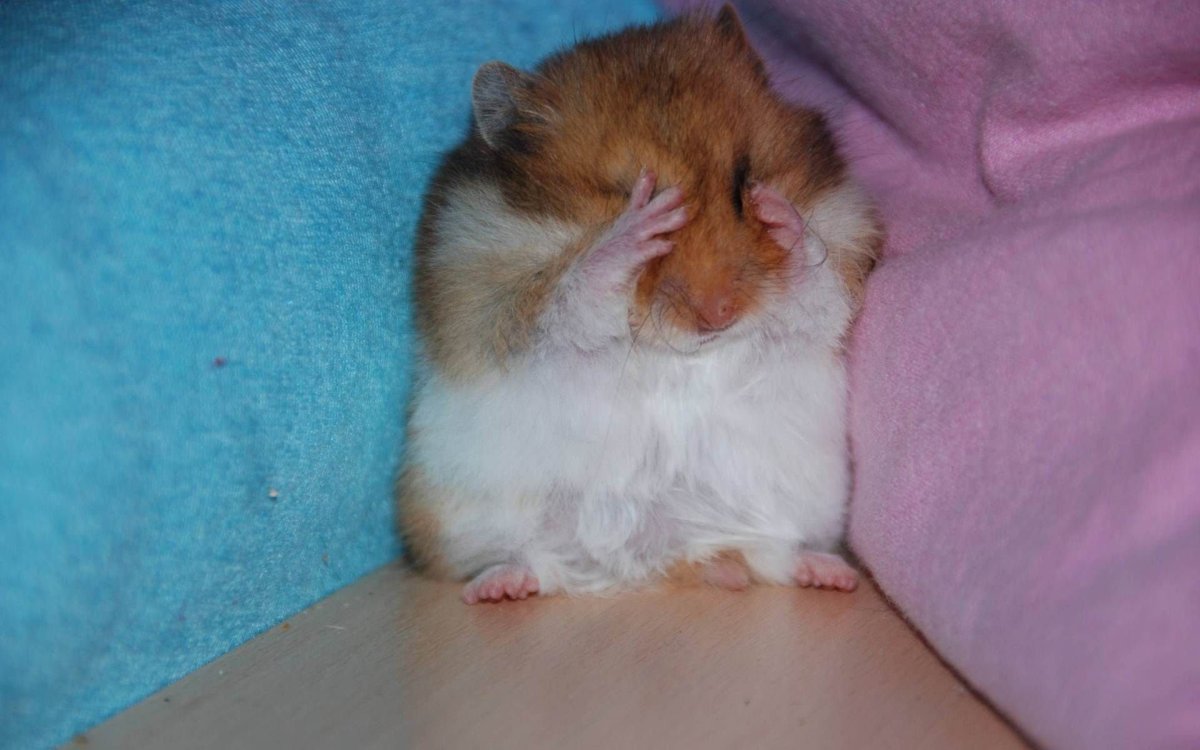 Хомячок плачет