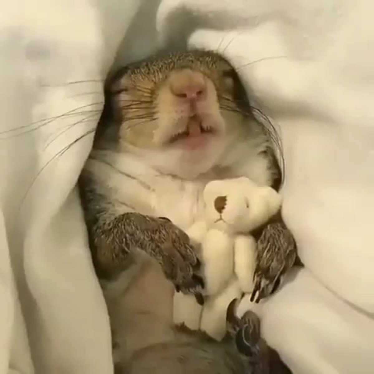 Спящие суслики