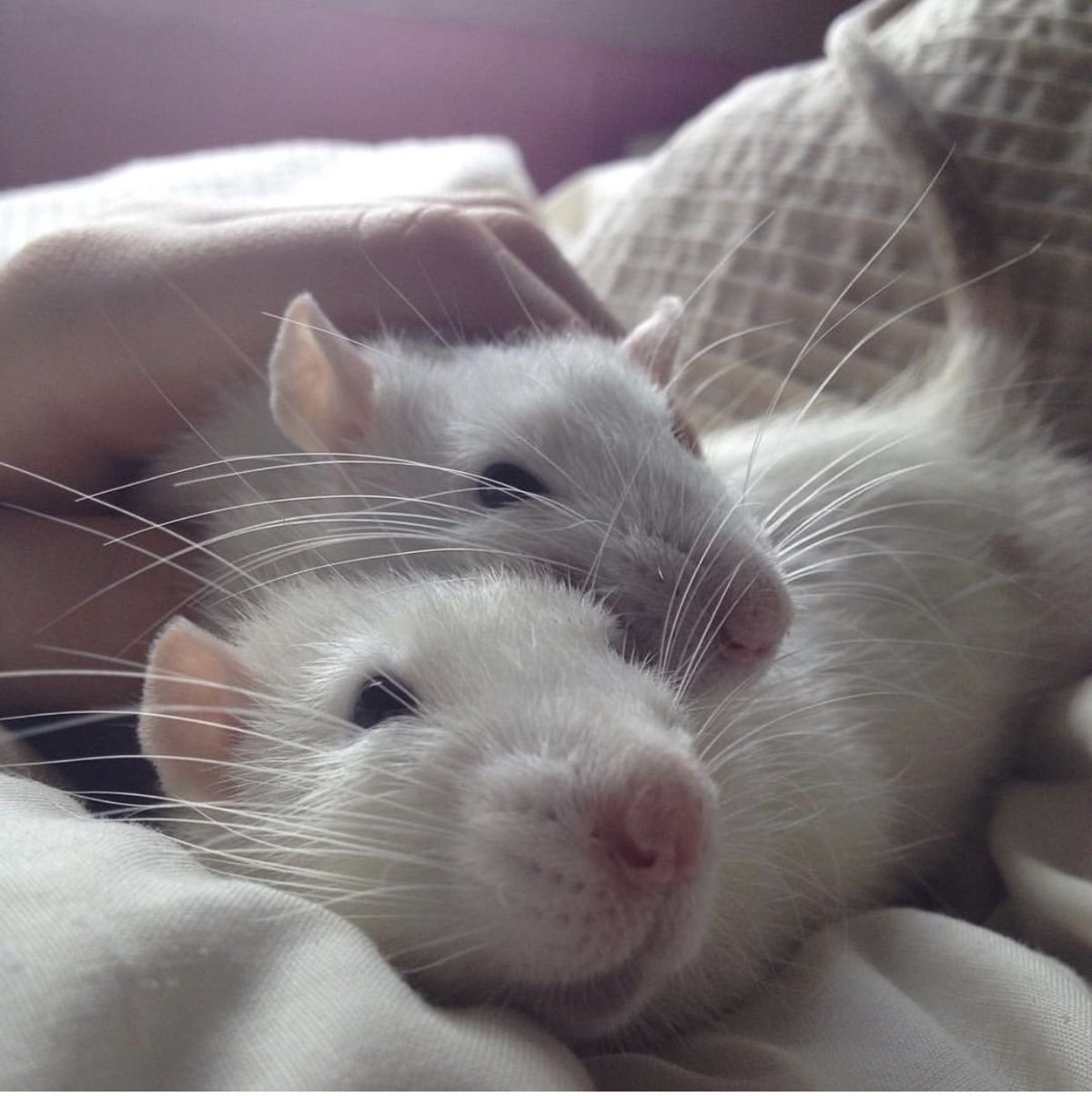 Милые крыски Эстетика