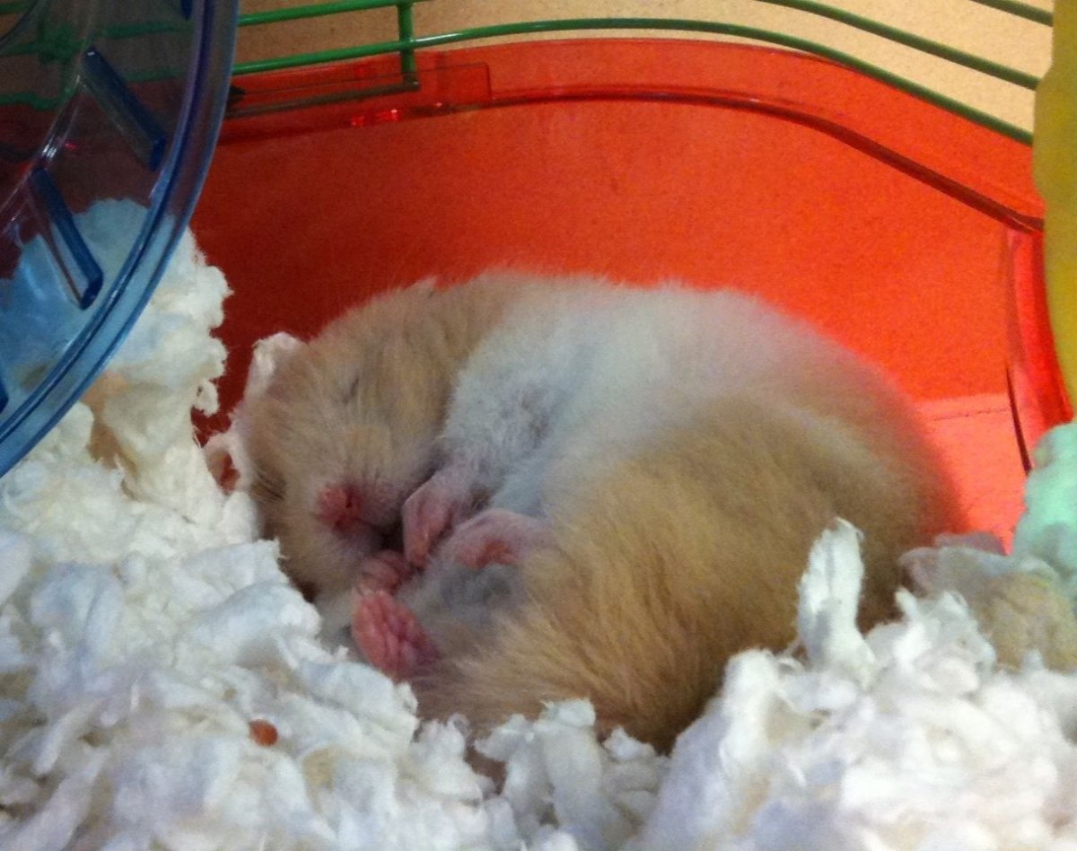 Спящие хомяки