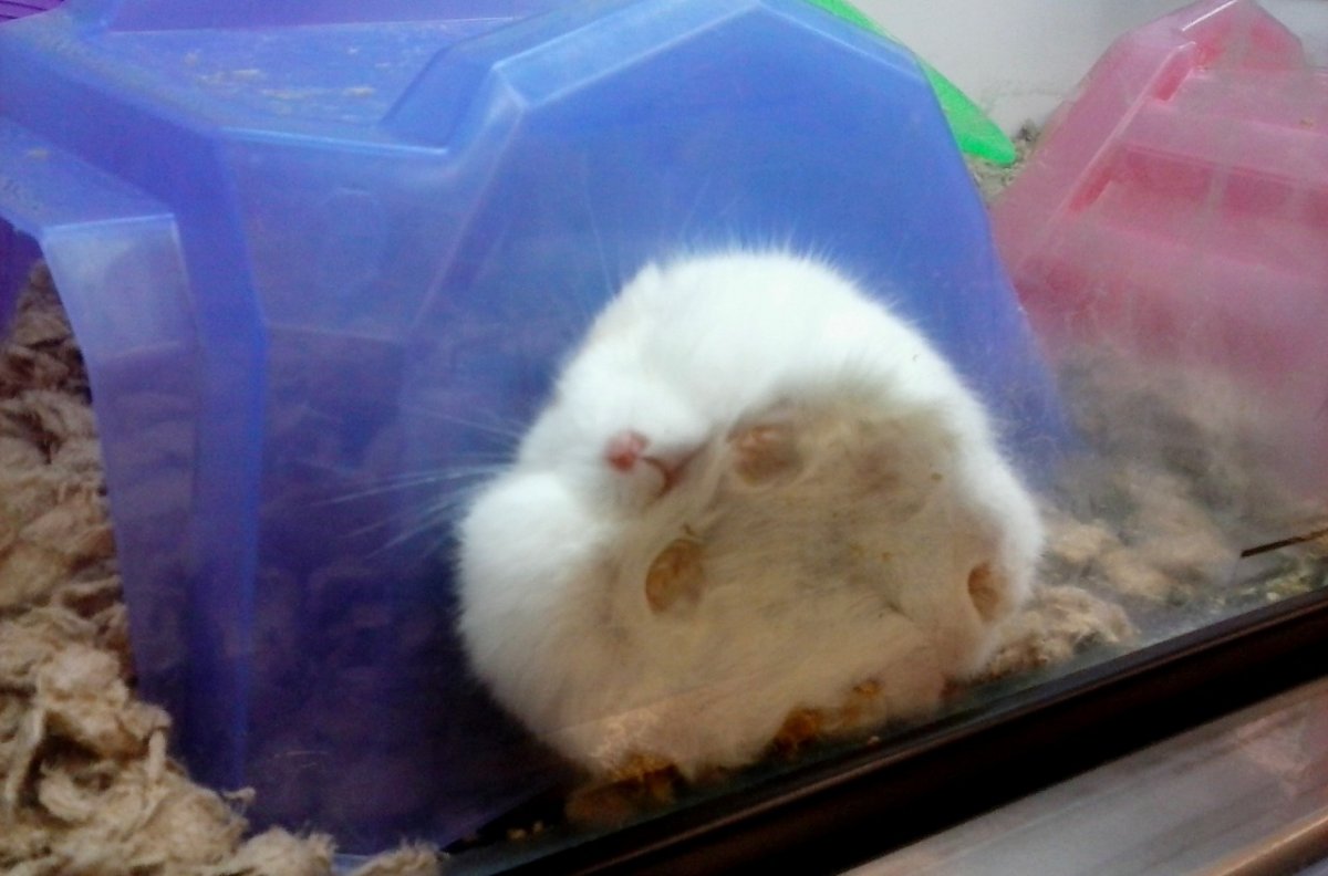 Толстый джунгарский хомяк