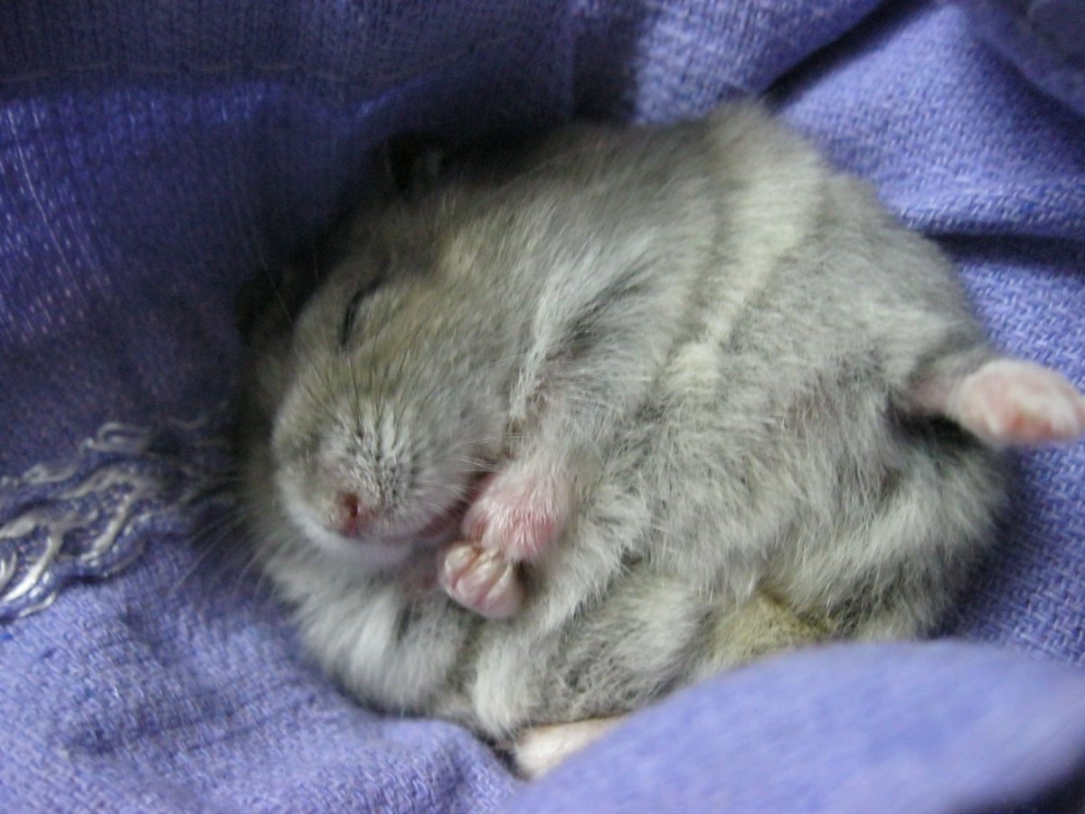 Хомяк джунгарик спит