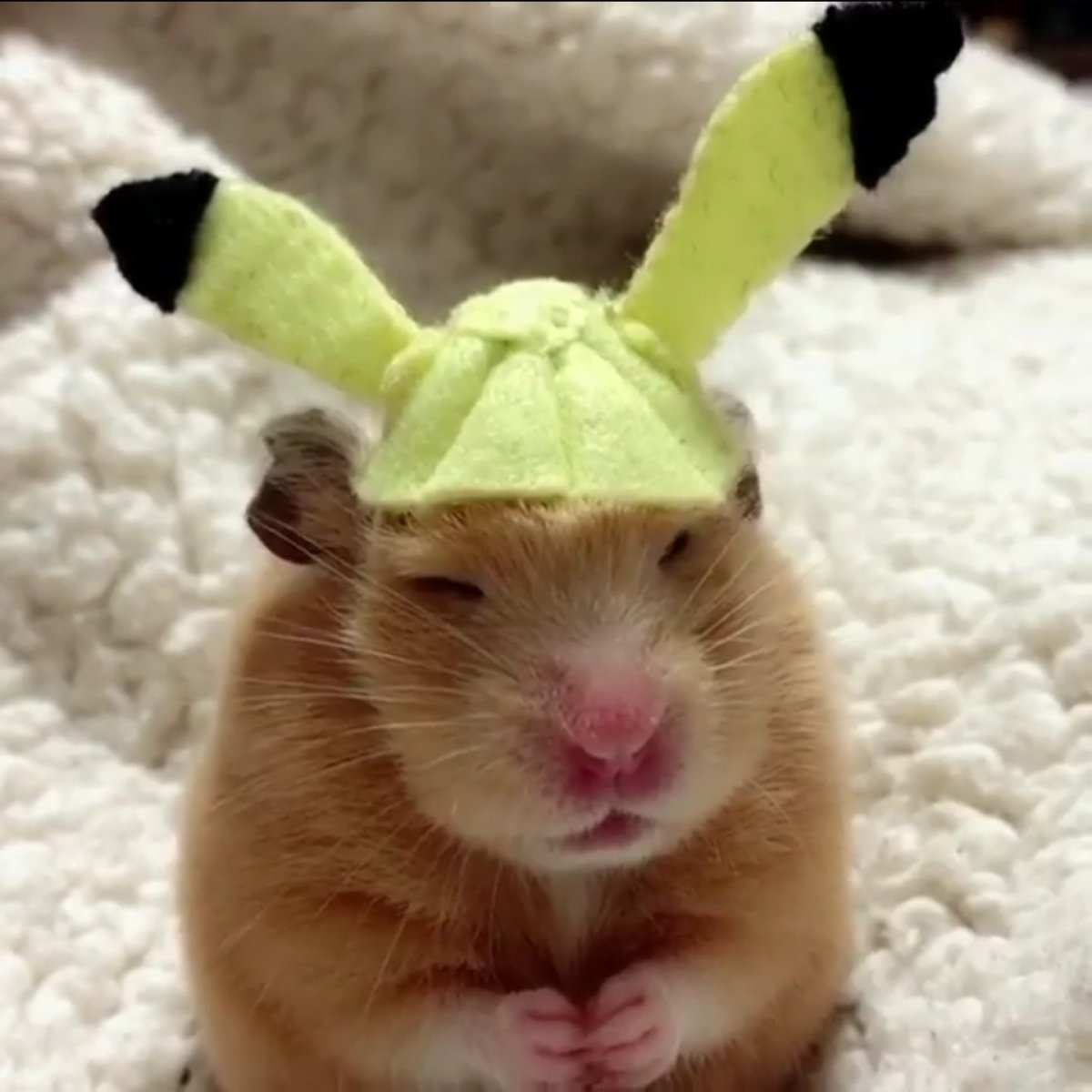 Сонный хомяк