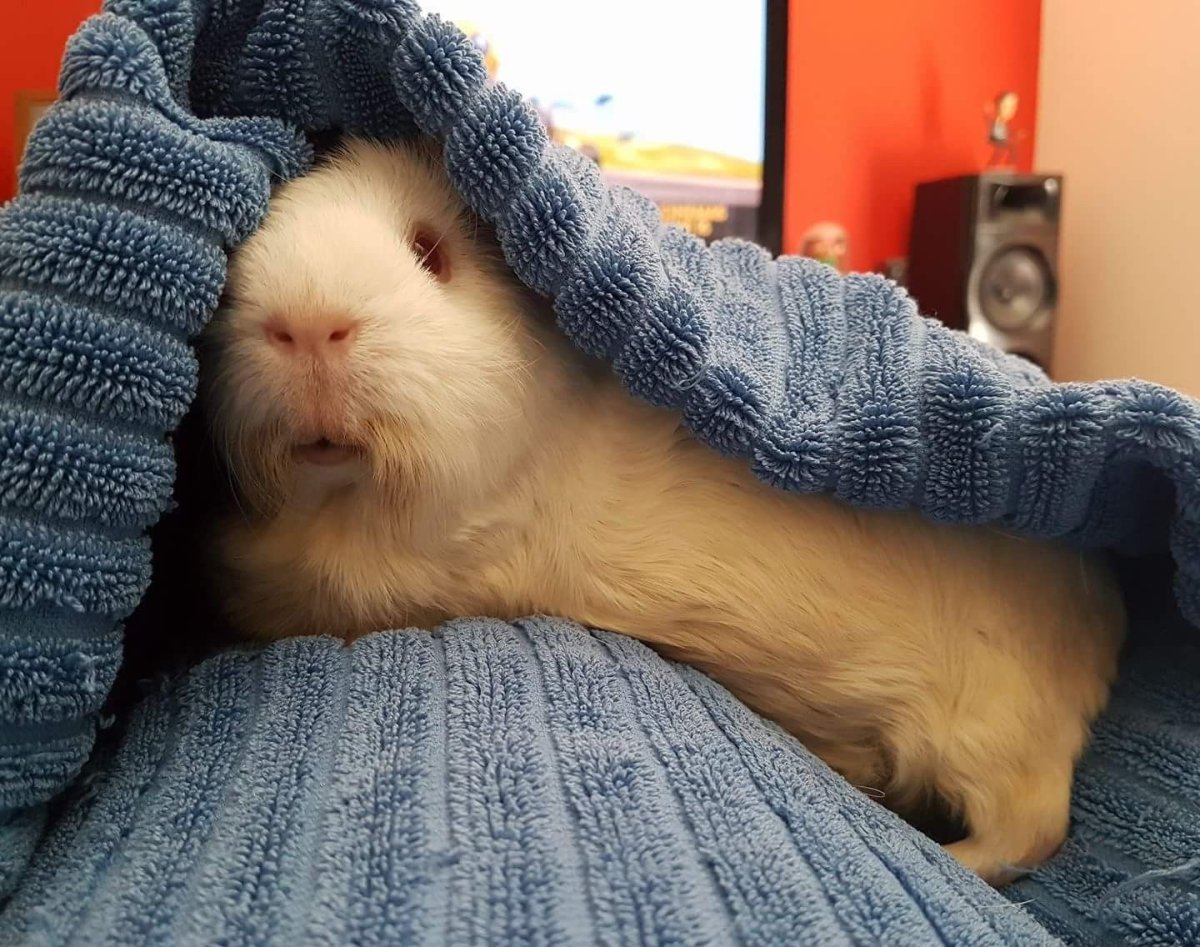 Морская Свинка в одеяле