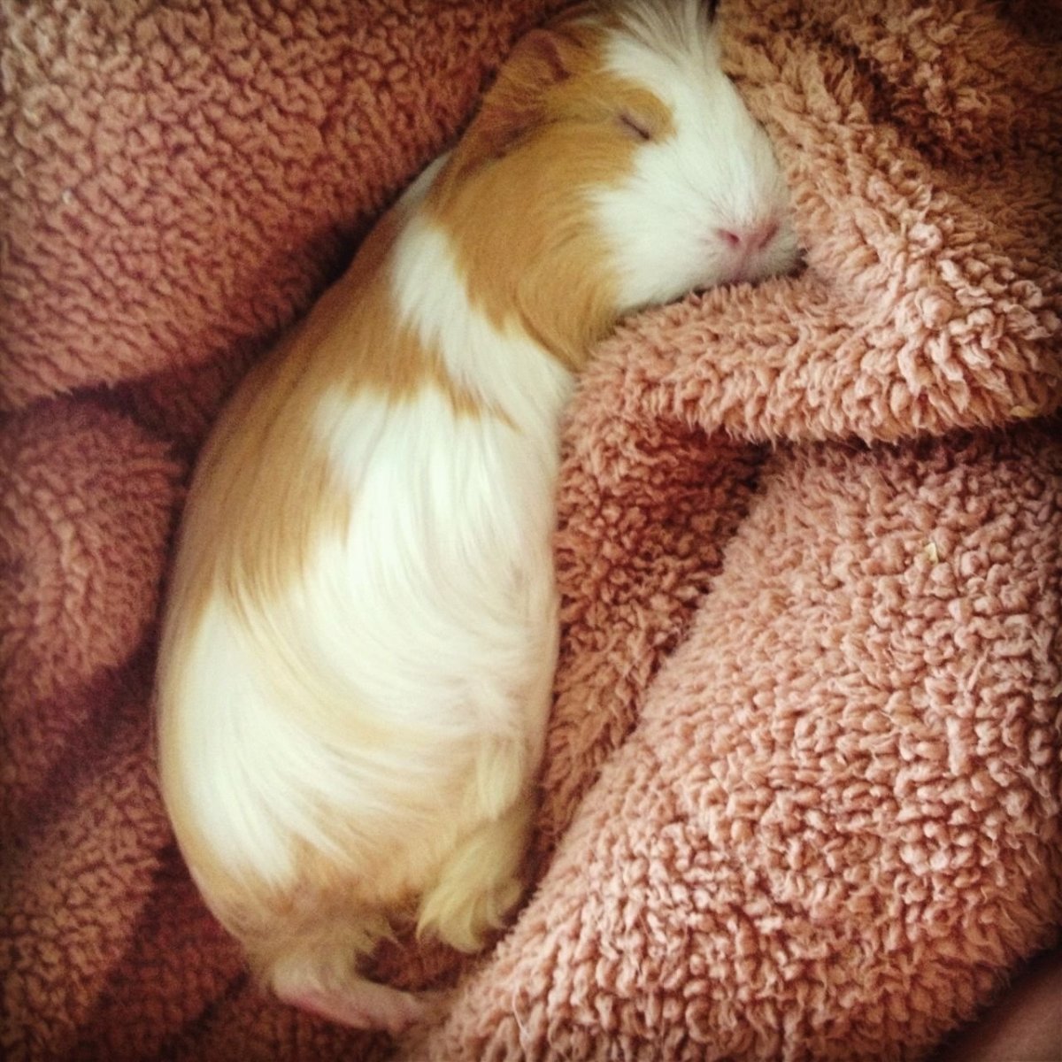 Спящие морские свинки