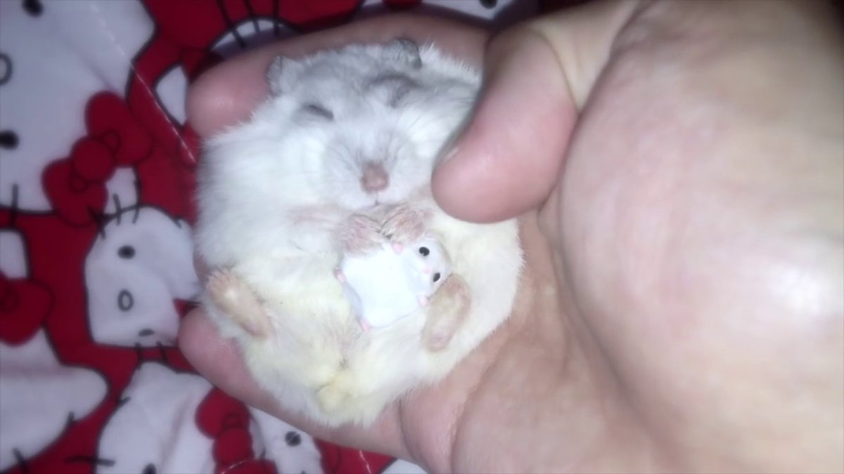 Джунгарский хомяк спит