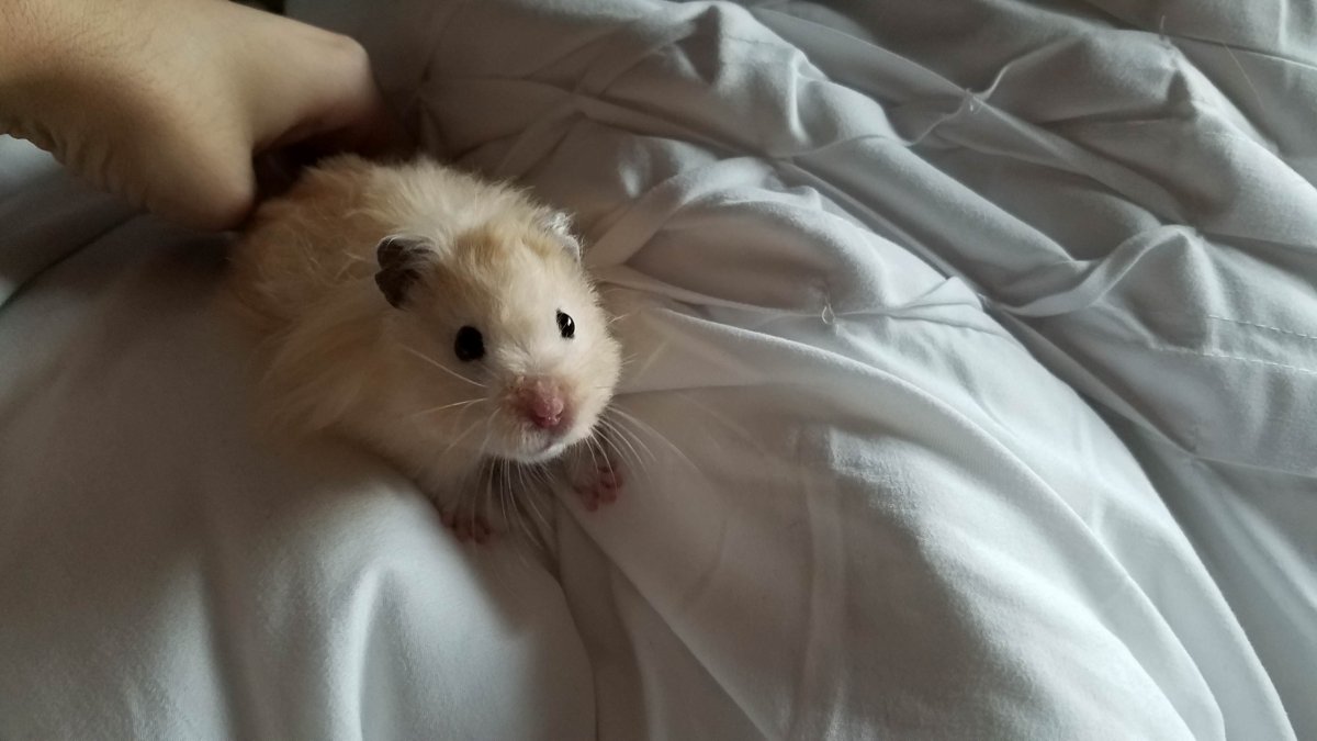 Хомяк в кровати