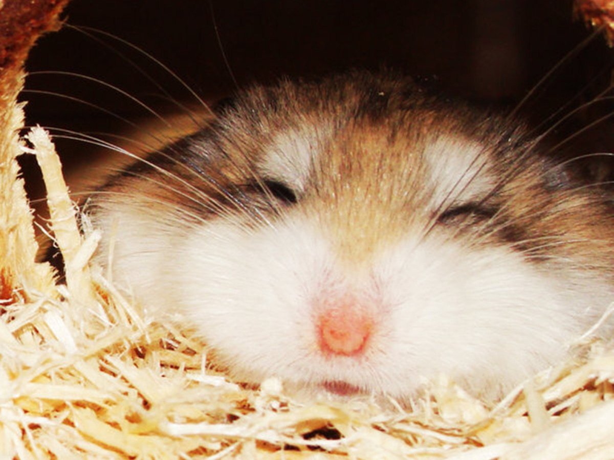 Норка джунгарского хомяка