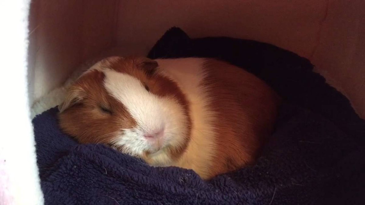 Морская Свинка спит