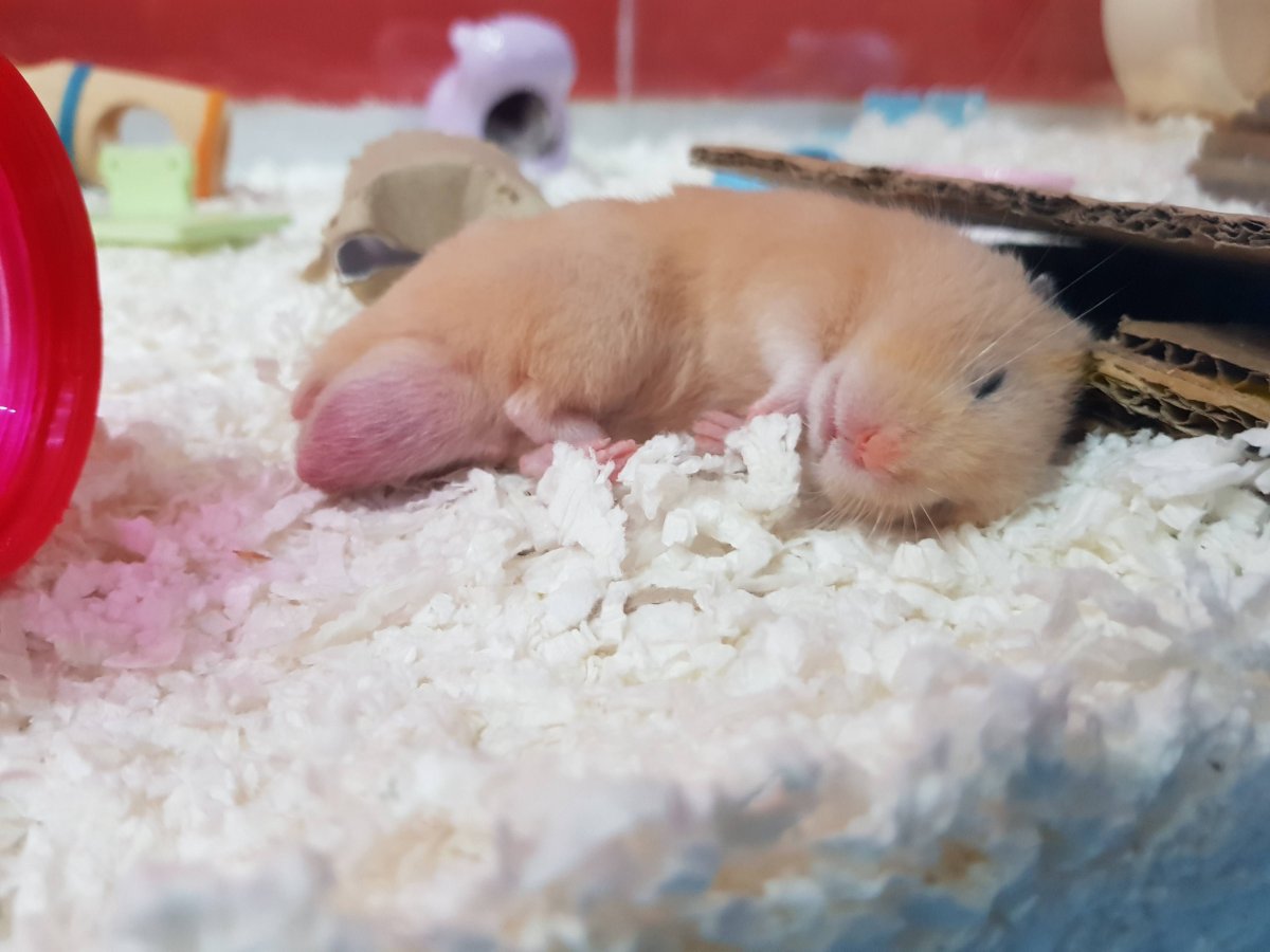 Джунгарский хомяк спит