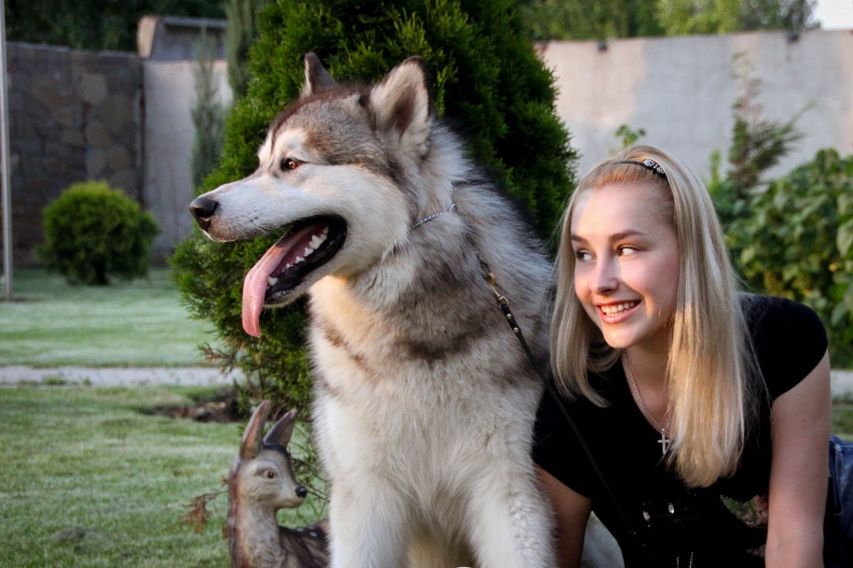 Помесь волка и собаки