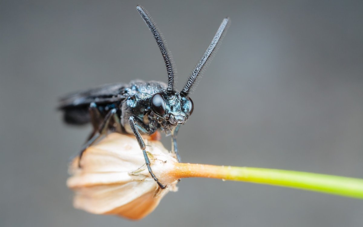 Веерник насекомое