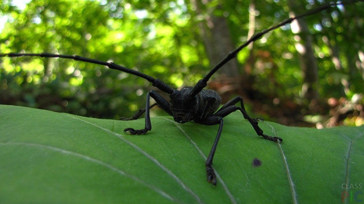 Жук Таежник