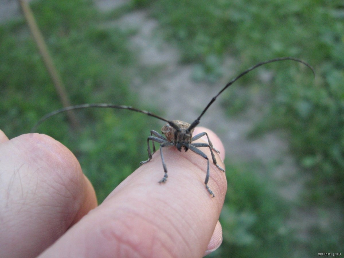 Жук Стригун с длинными усами