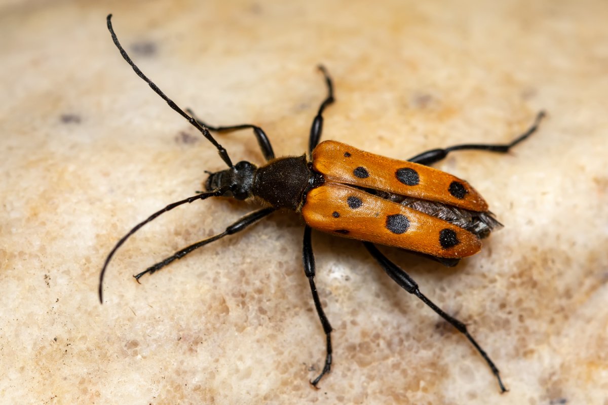 Стригун Жук Дальневосточный