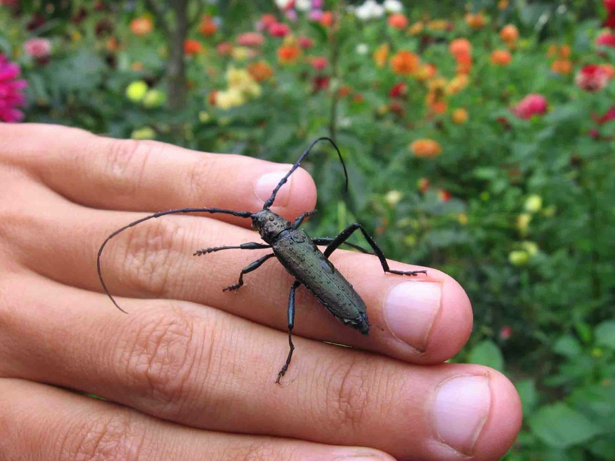 Жук Стригун