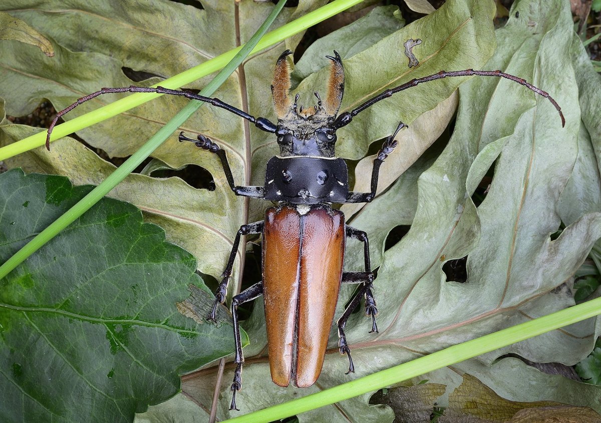 Жук усач дровосек