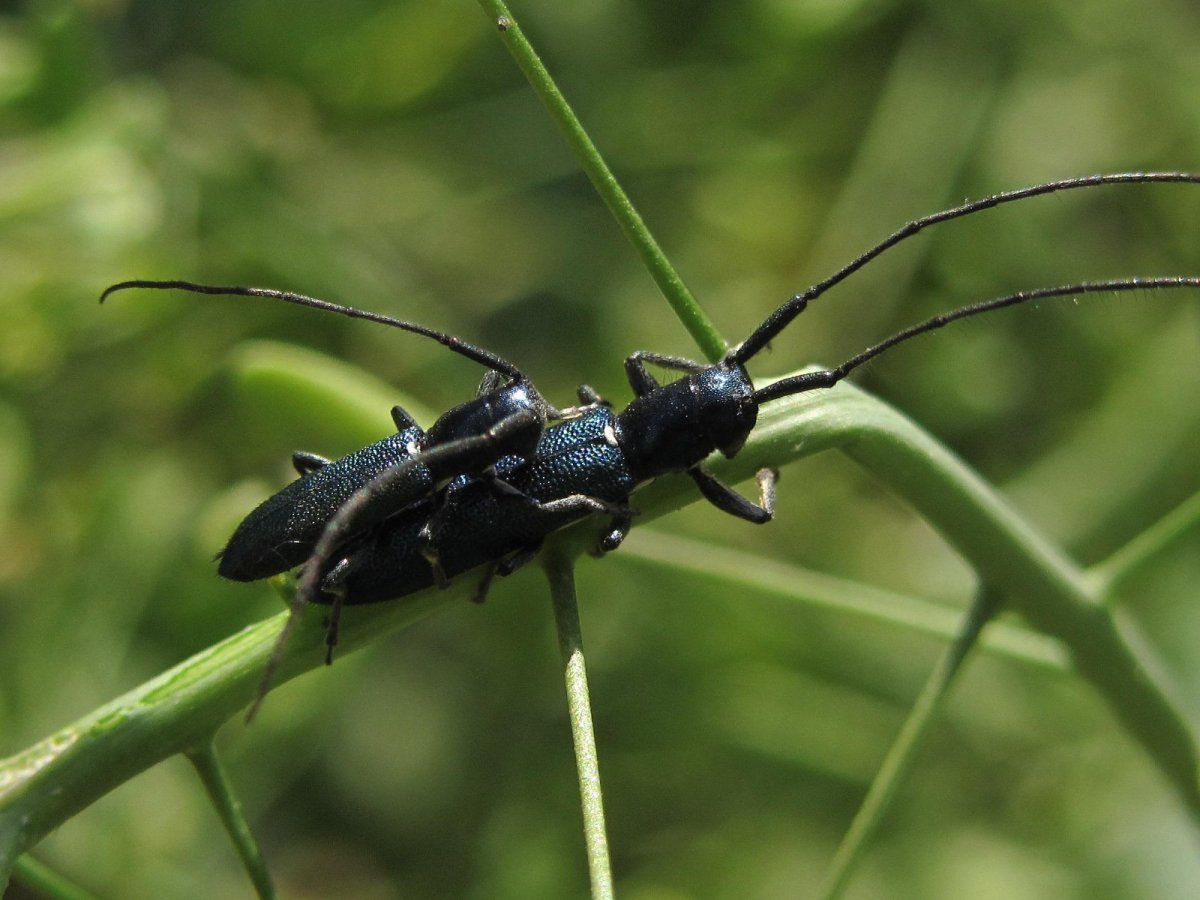 Жук Стригун усач