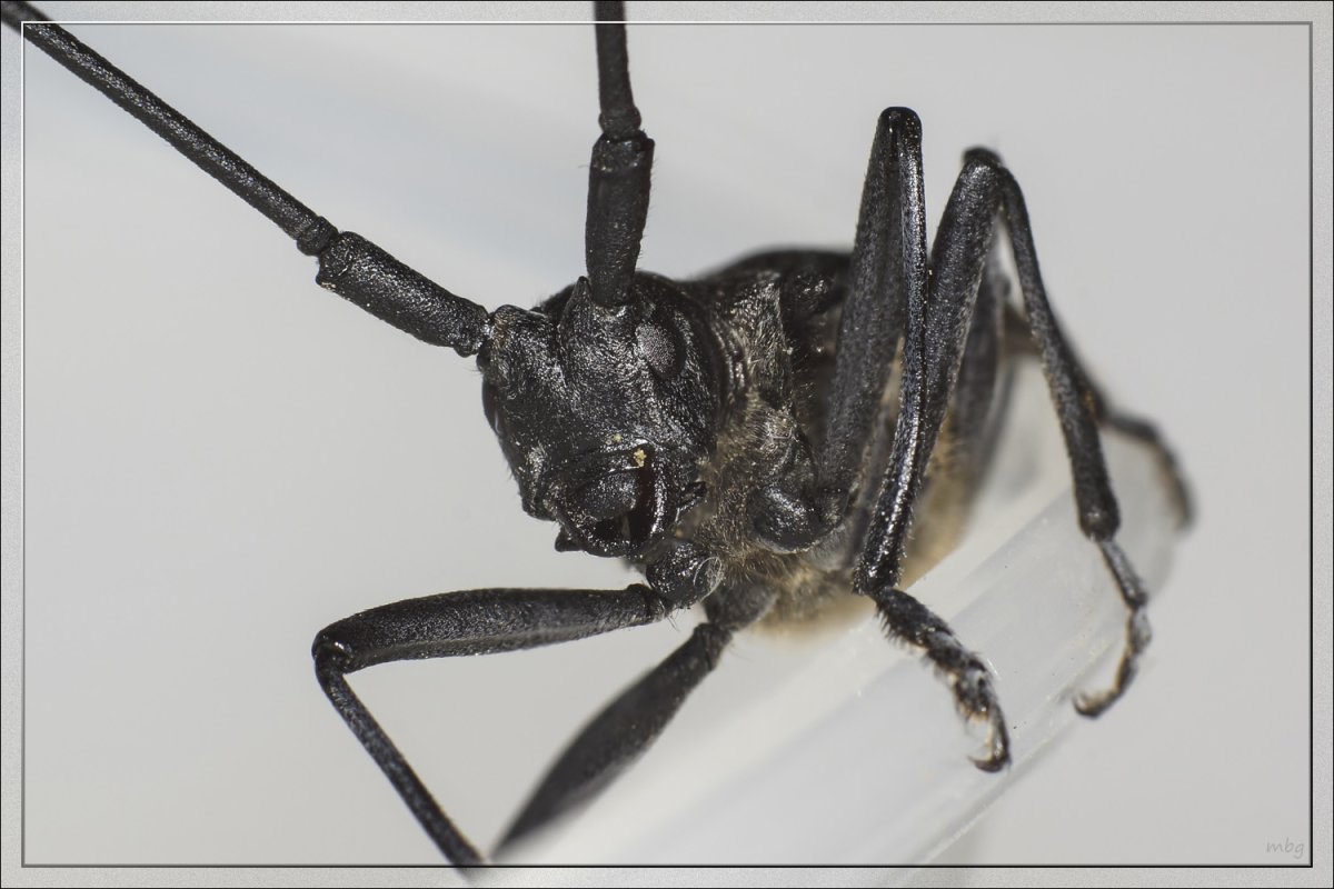 Большой черный еловый усач