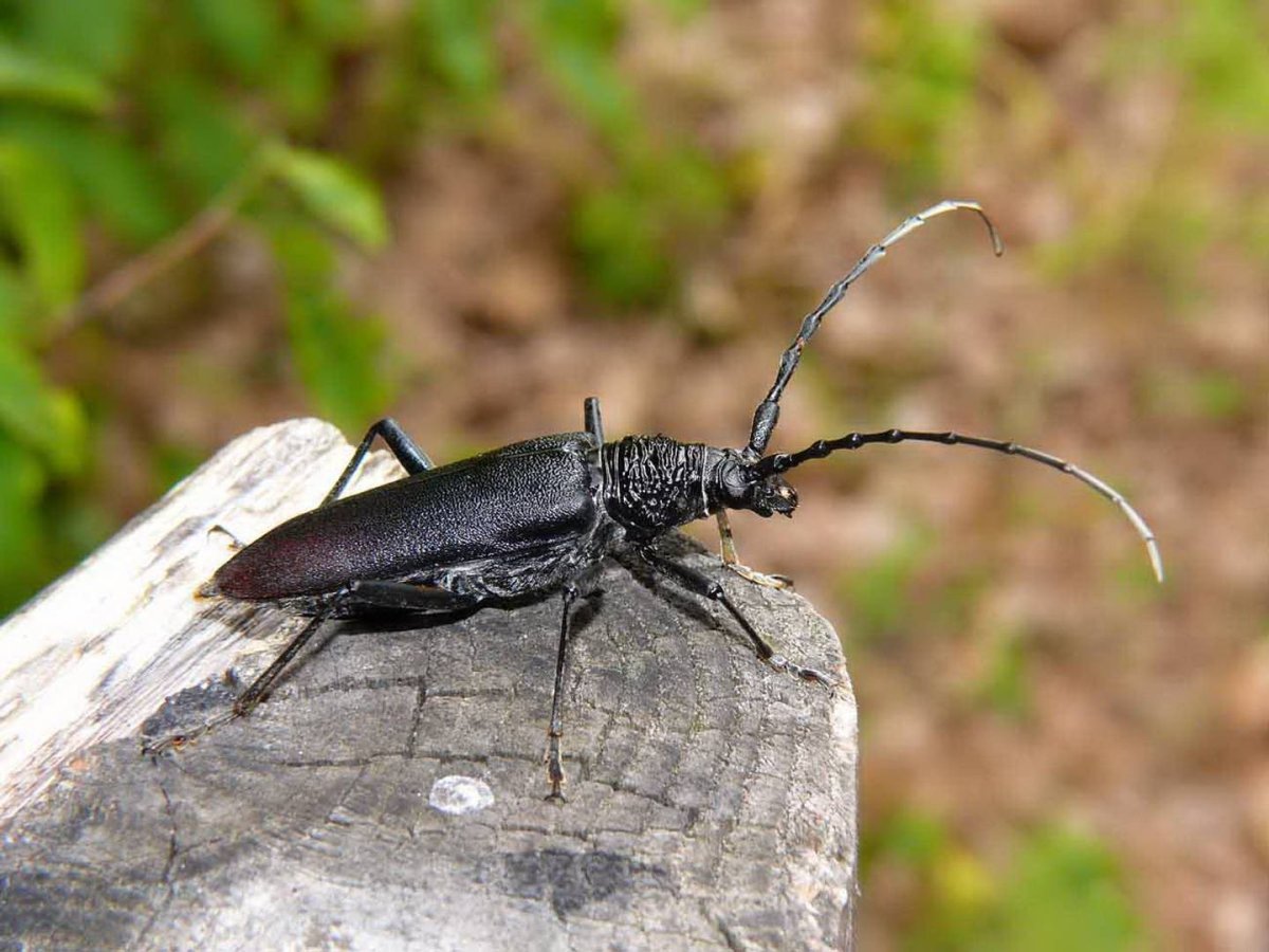 Черный Жук усач