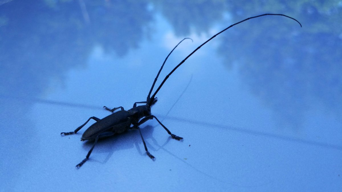 Волосогрызка Жук-Стриж