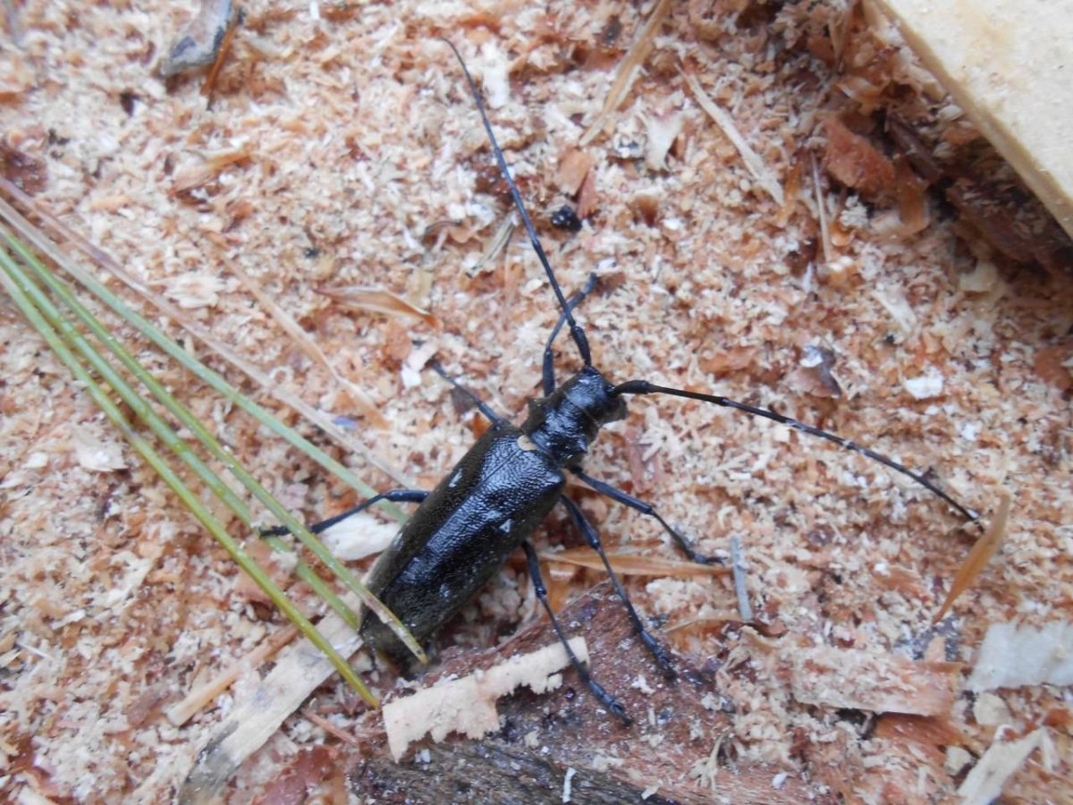 Жук короед усач