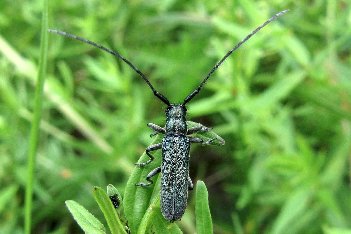 Усач обыкновенный Жук