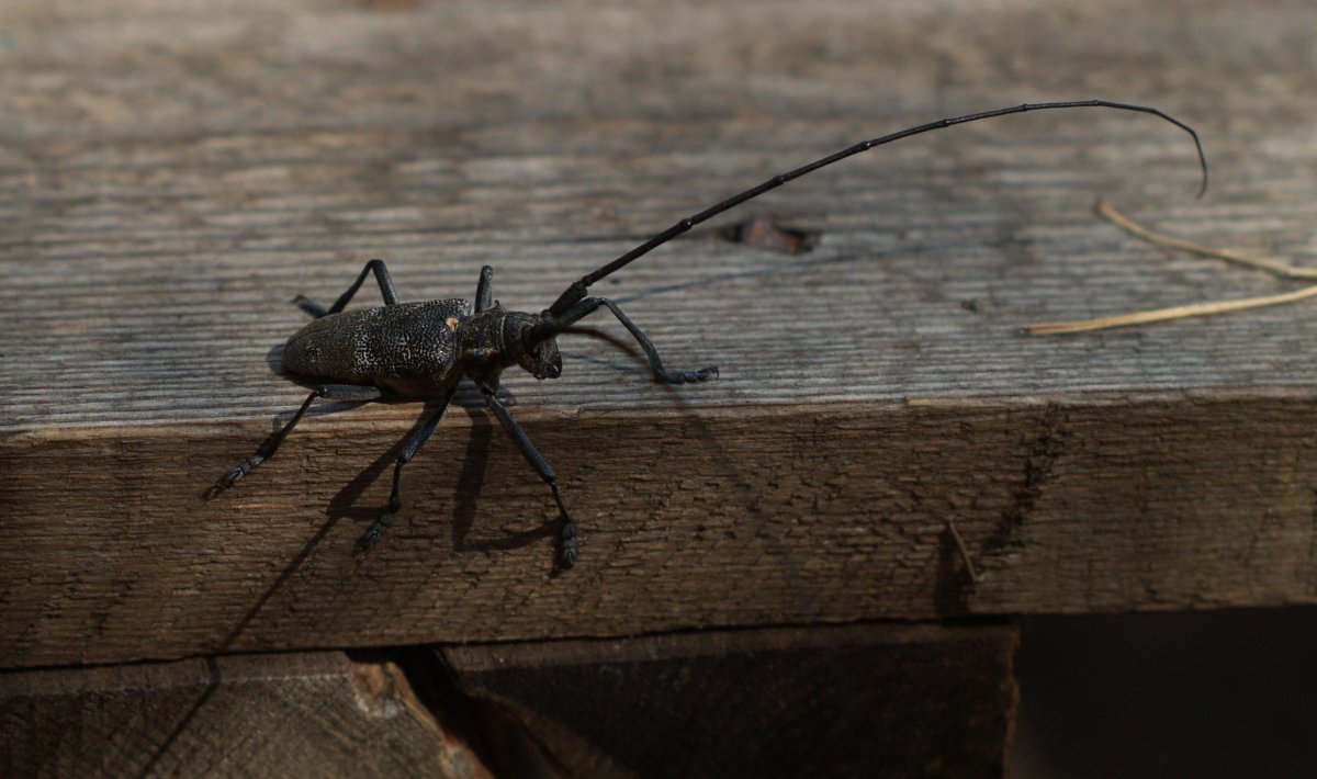 Таракан Жук дровосек