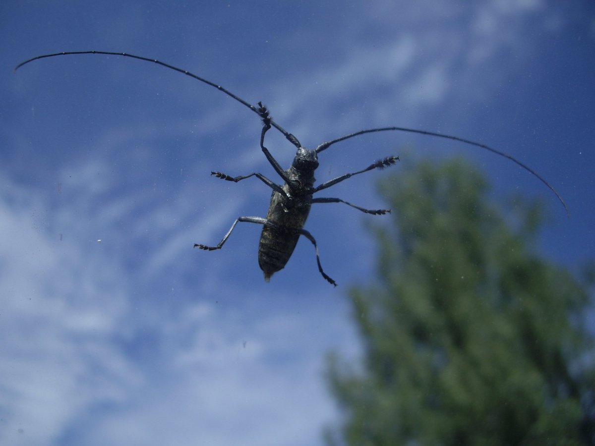 Жук Стригун усач