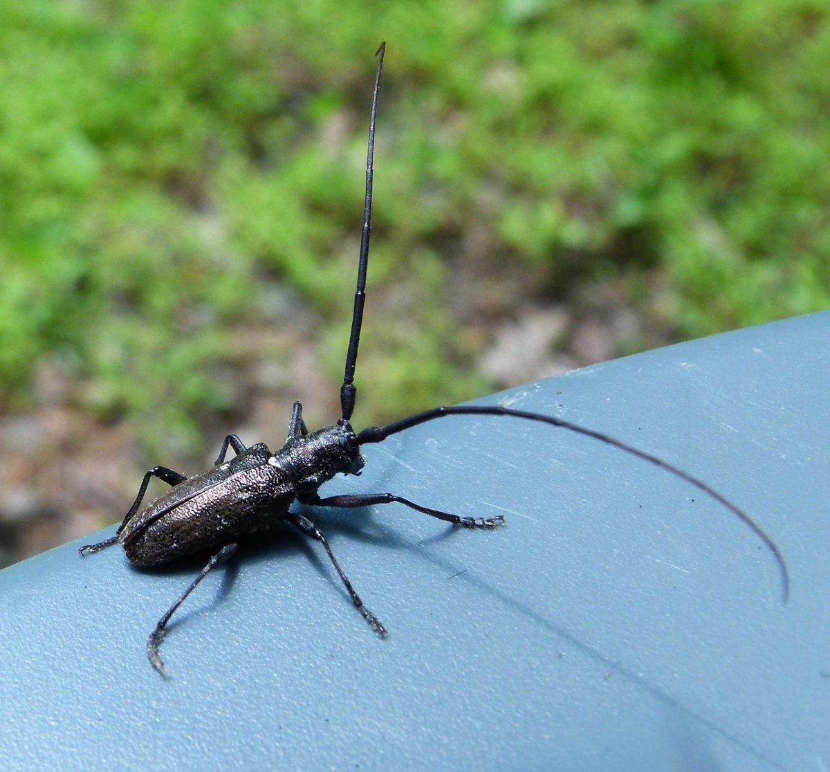 Жук Стригун усач