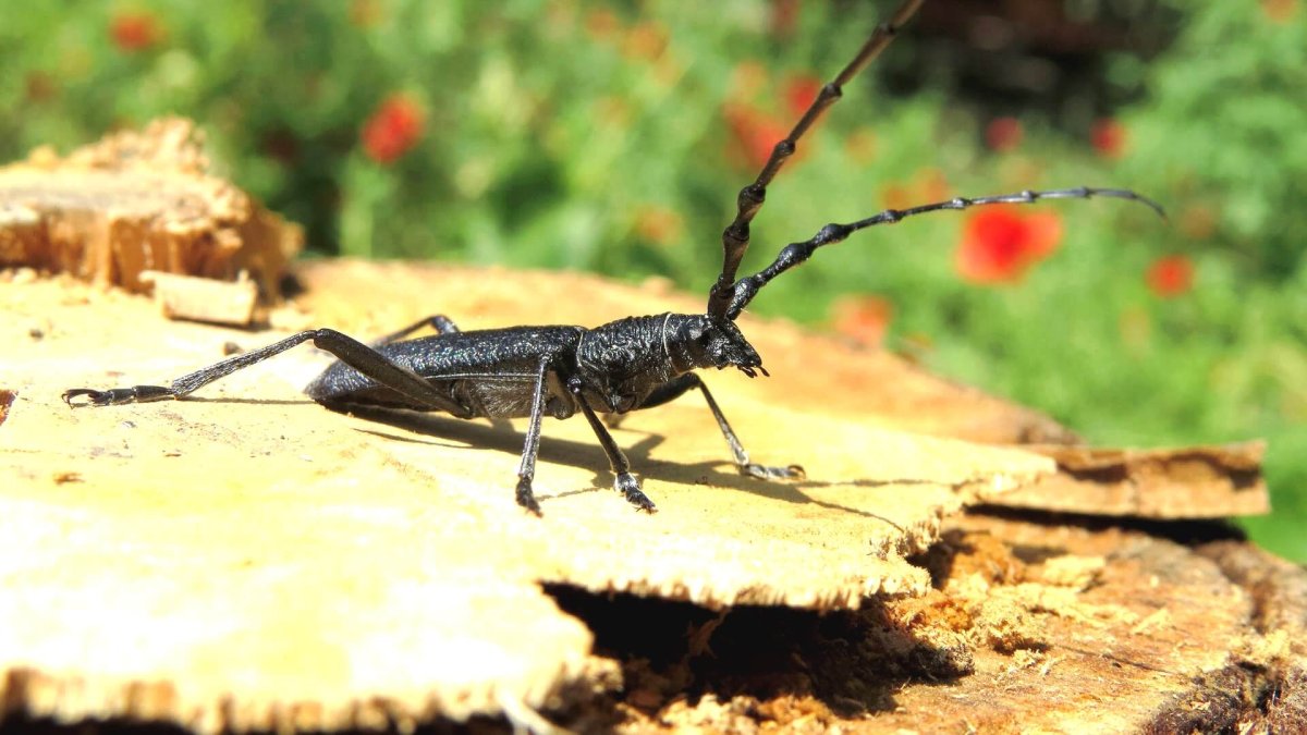 Жук усач плотник