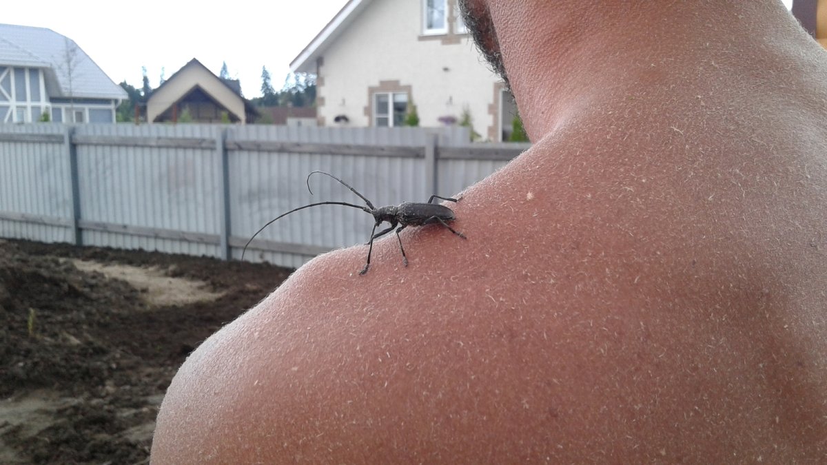 Жук усач кусается
