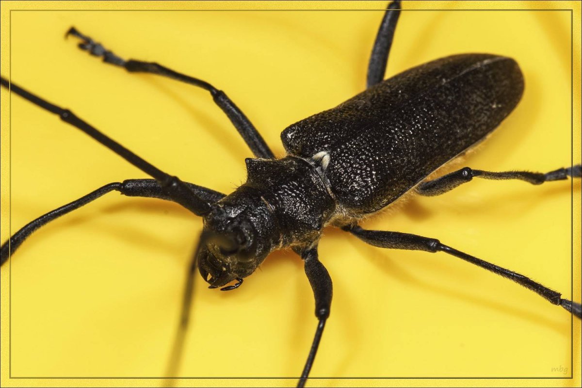 Черный Жук усач