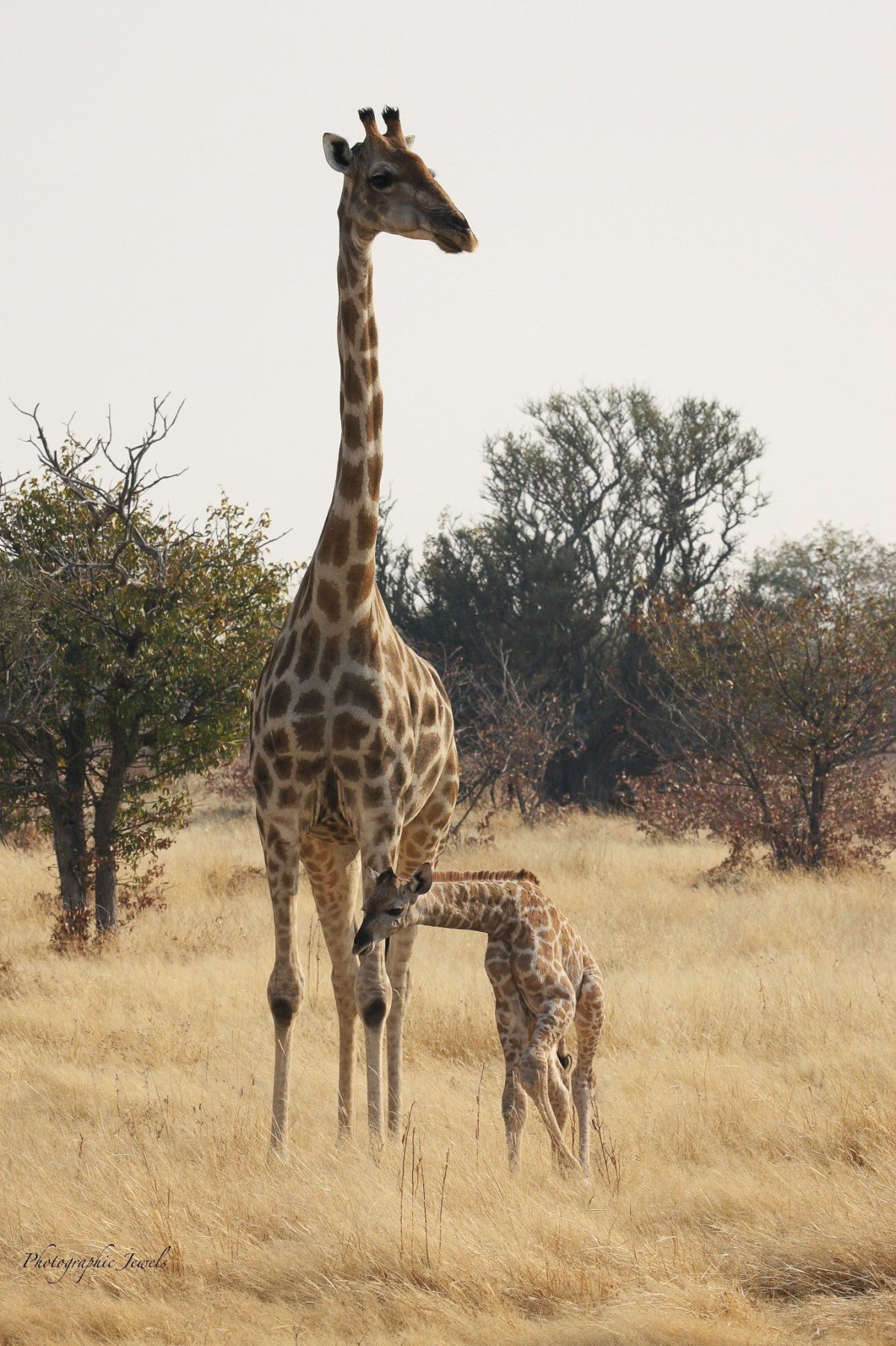 Самый толстый Жираф
