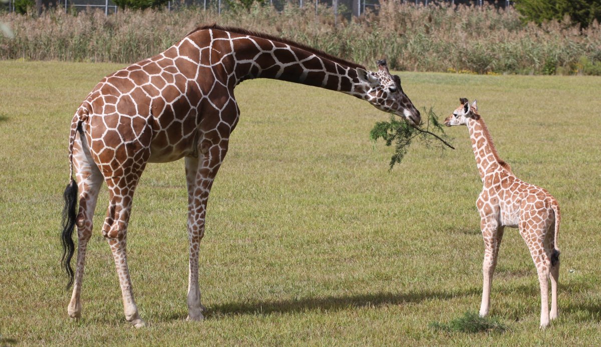 Жираф рядом с человеком