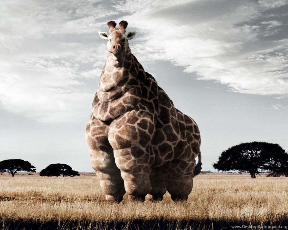 Карликовый Жираф