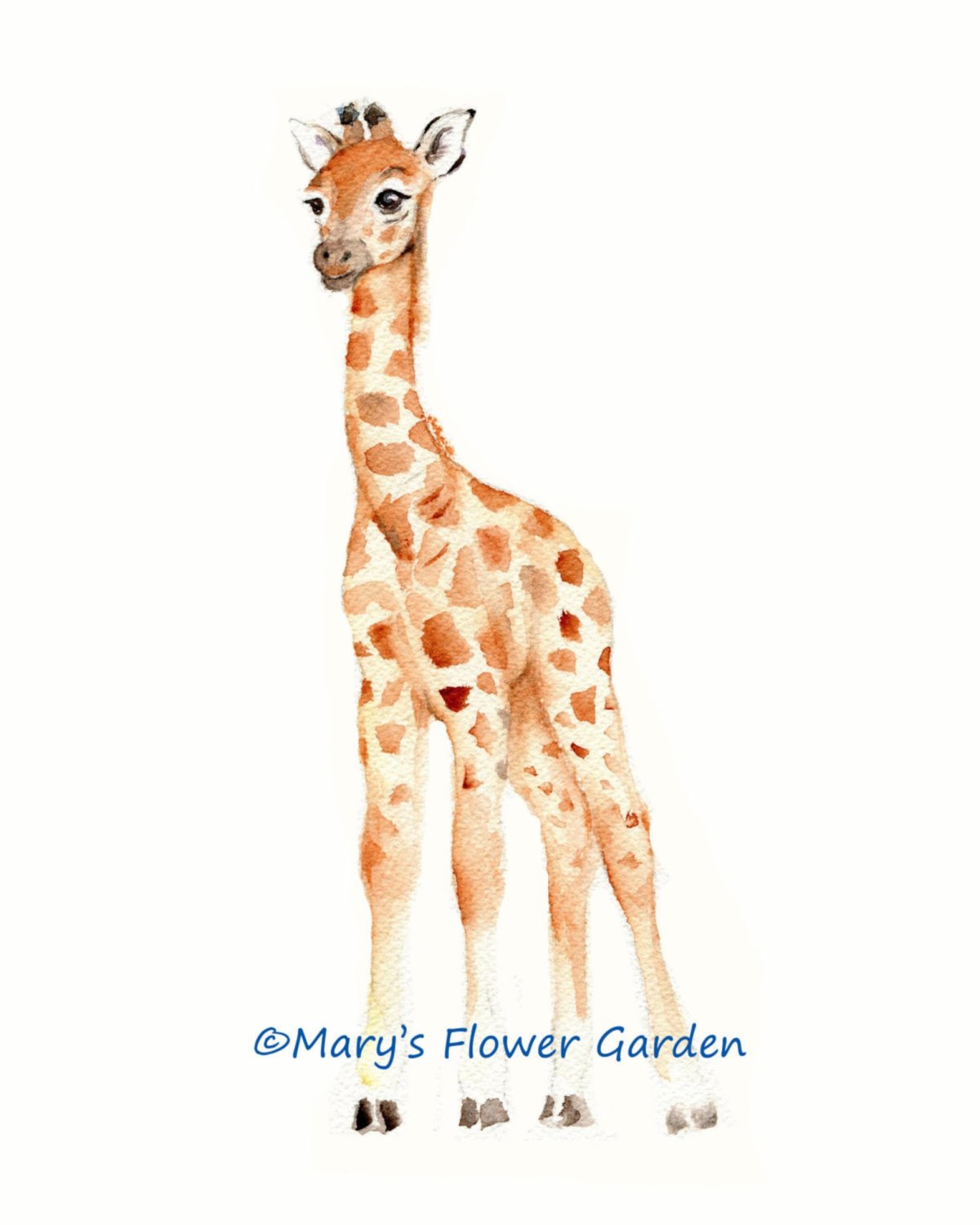 Жираф акварелью на белом фоне