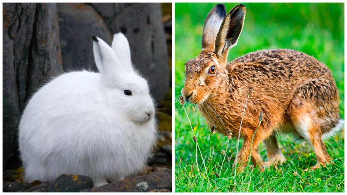 Заяц Беляк и Русак