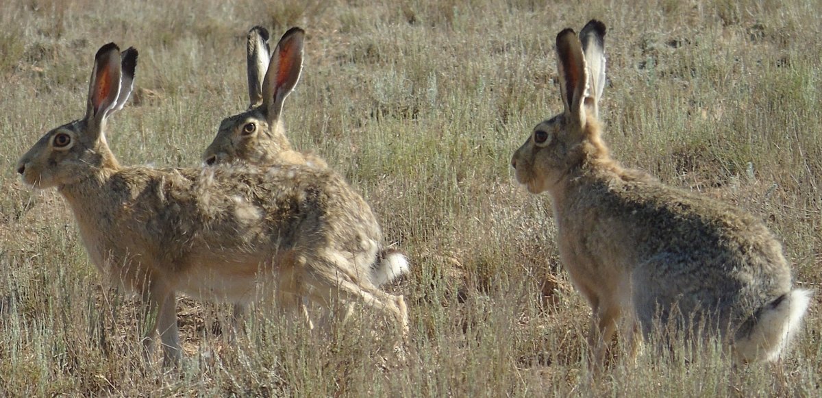 Заяц Беляк и Русак