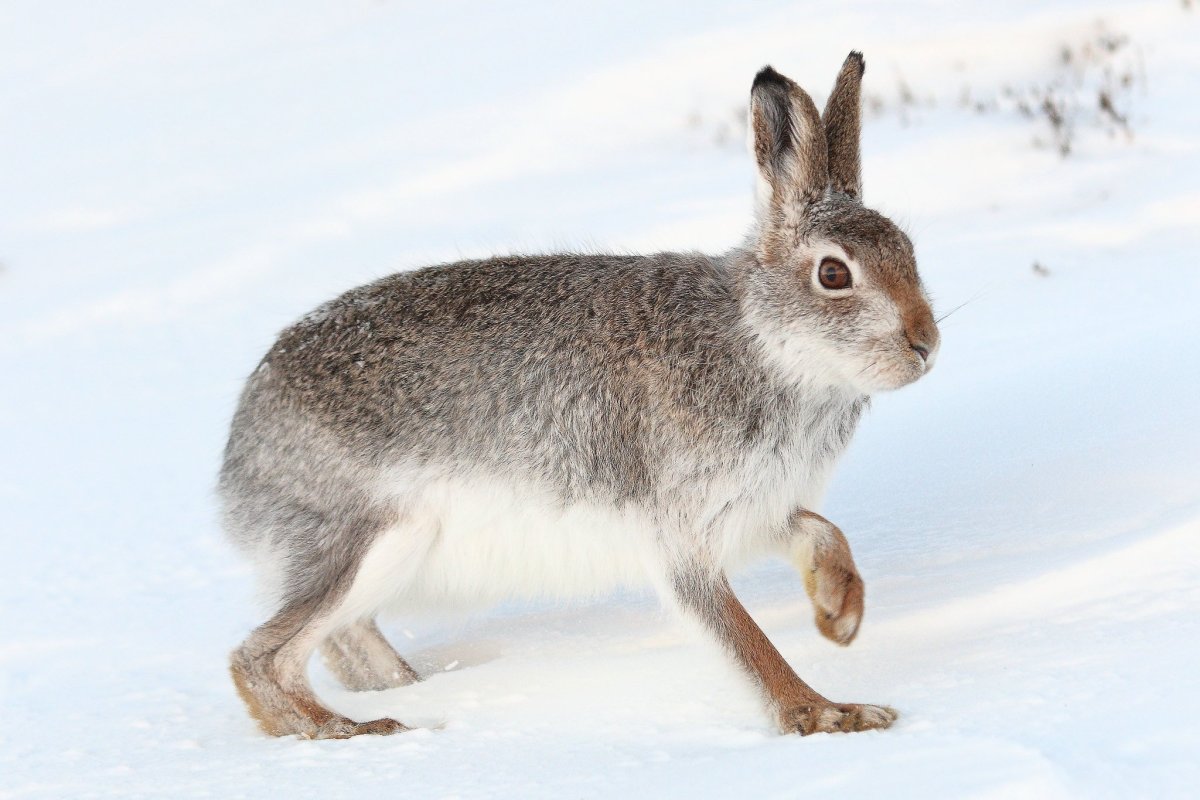 Заяц-Беляк Lepus timidus