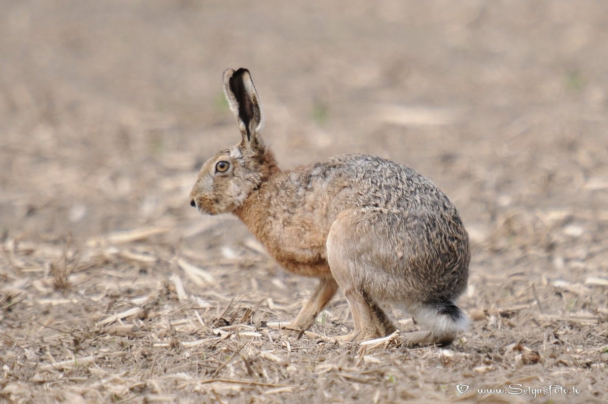 Заяц Русак Алтай